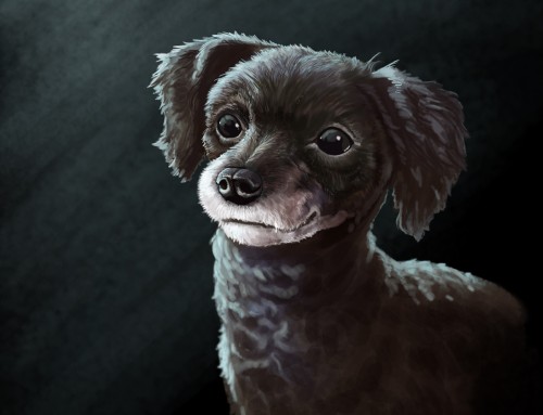 Pet Portraits: Coco