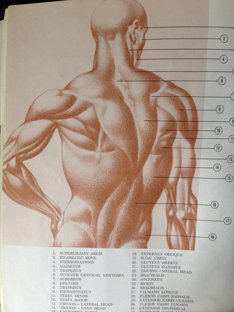 burne hogarth dynamic anatomy